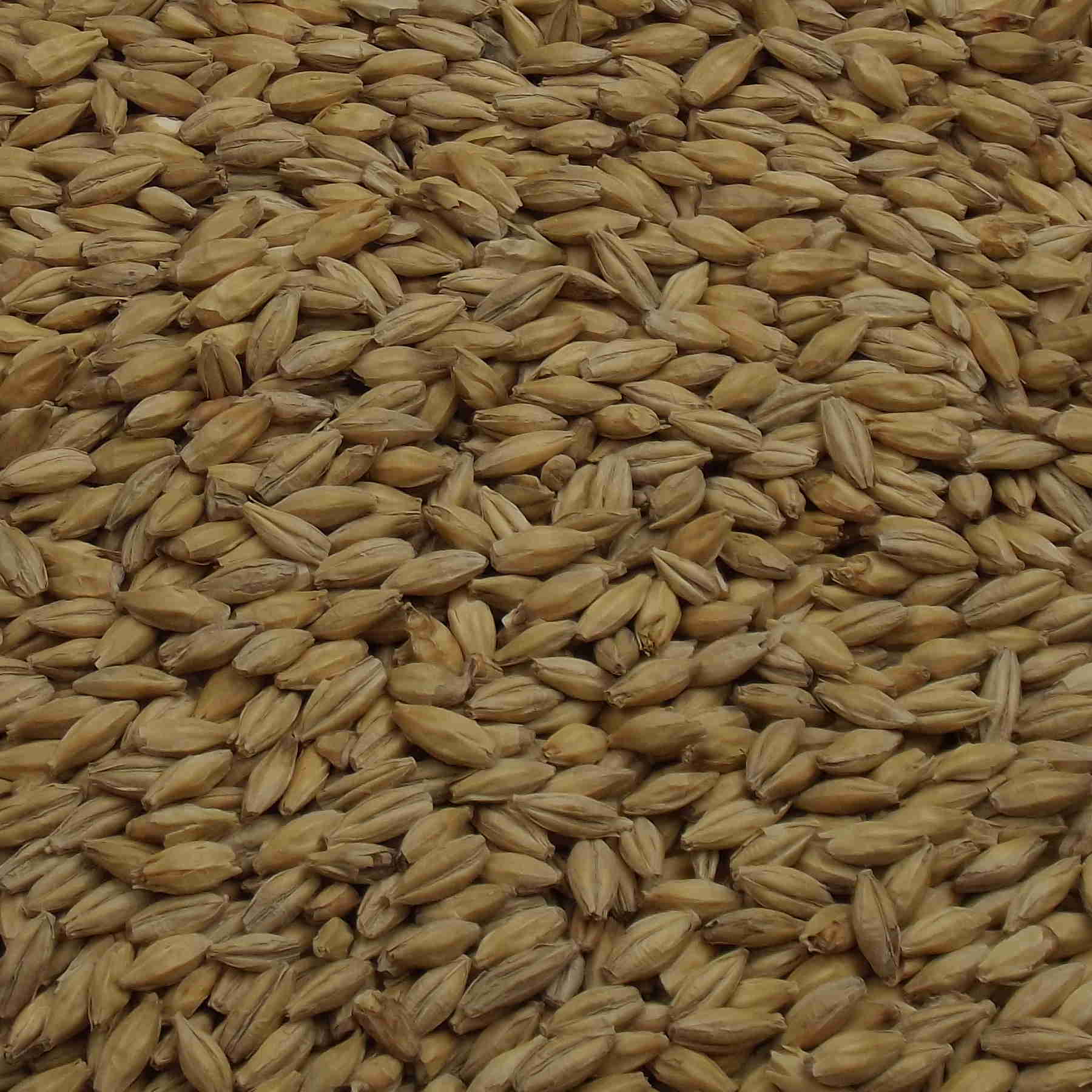 CARA PILS, Weyermann, EBC: 3 – 5, CARA PILS, Weyermann, EBC: 3 – 5,