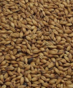Malt